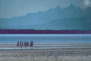 Boys on the beach, Pt.Roberts, USA